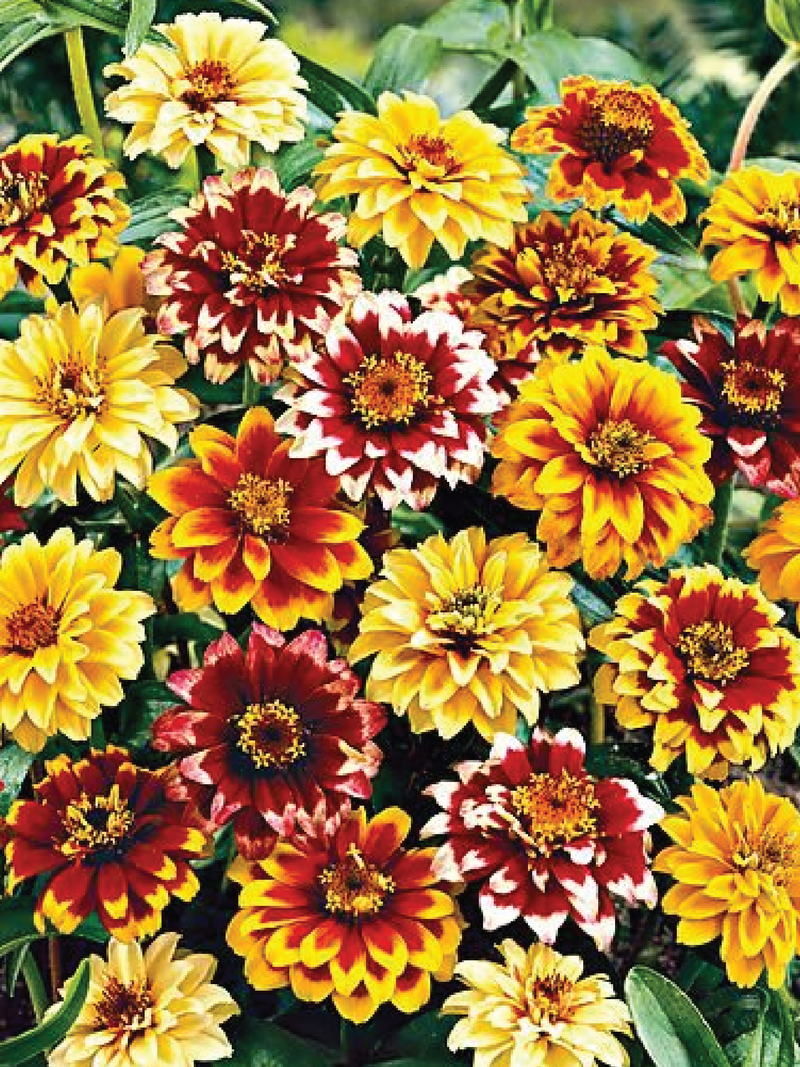 PERSIAN CARPET ZINNIA FLOWER SEEDLING <br> شتلات زهور الزينيا بيرجن كاربت