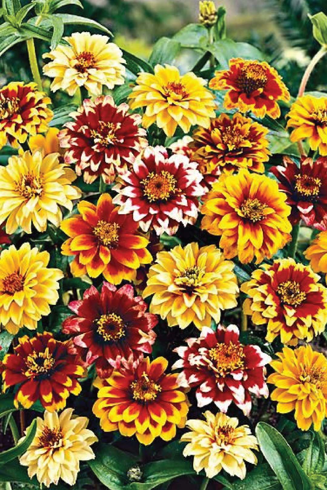 PERSIAN CARPET ZINNIA FLOWER SEEDLING <br> شتلات زهور الزينيا بيرجن كاربت