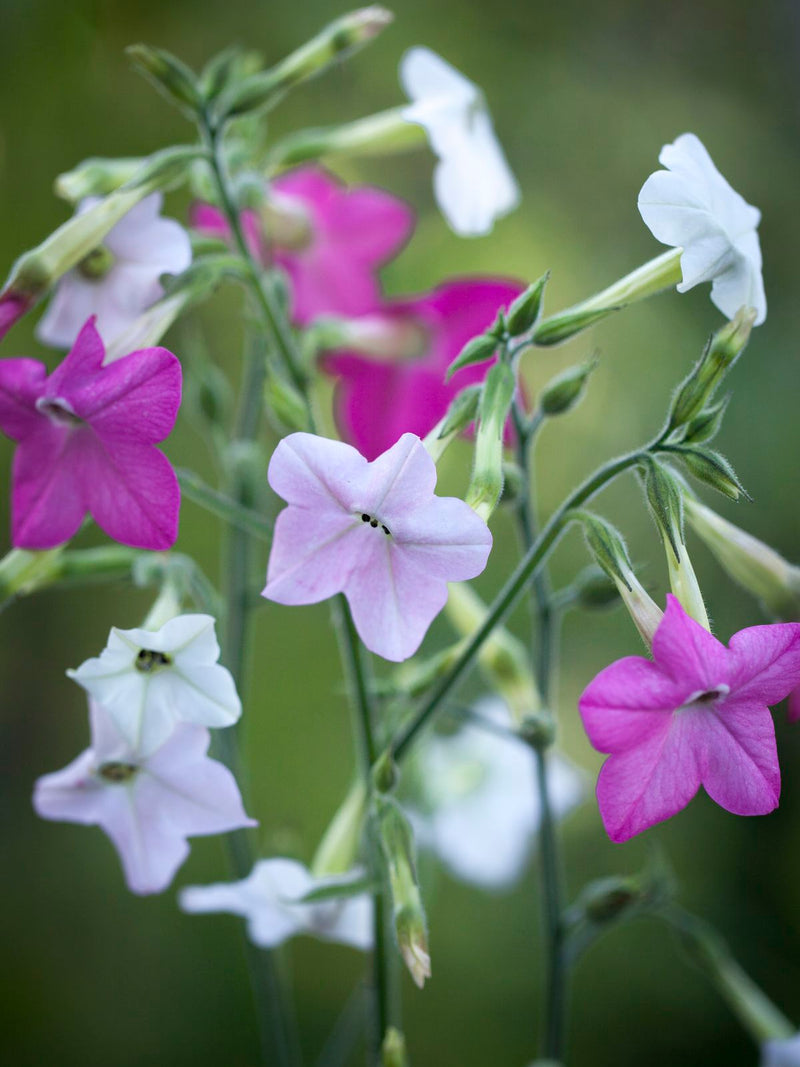 TOBACCO NICOTIANA FLOWERS SEEDLING <br>شتلات زهور النيكوتيانا توباكو