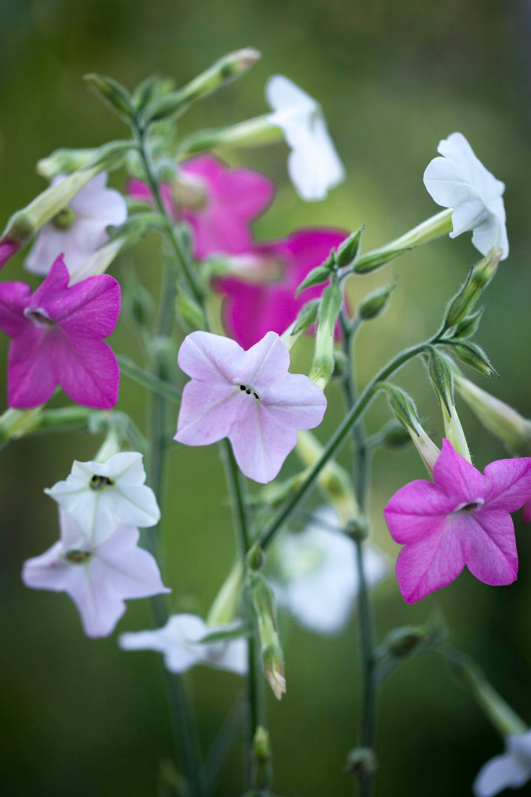 TOBACCO NICOTIANA FLOWERS SEEDLING <br>شتلات زهور النيكوتيانا توباكو