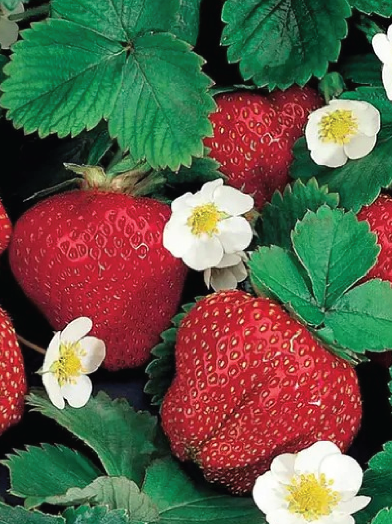 ORGANIC FESTIVAL STRAWBERRY SEEDLING <br>شتلات الفراولة فيستيفال العضوية