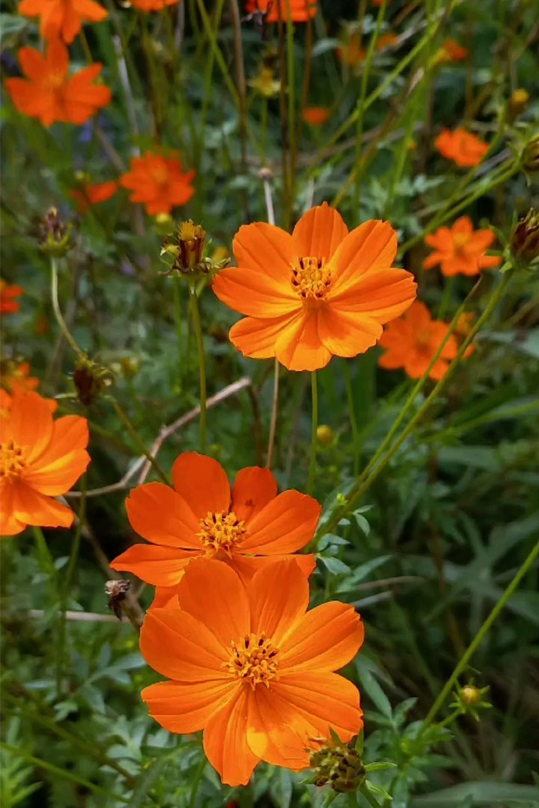 SULFUR COSMOS SEEDLING