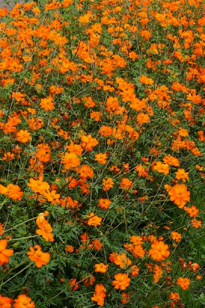 SULFUR COSMOS SEEDLING