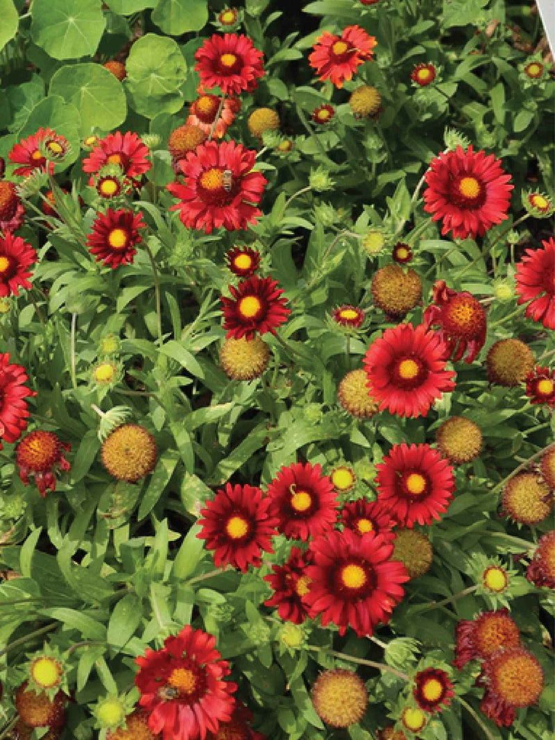 ARIZONA RED SHADES GAILLARDIA FLOWER SEEDLING <br>شتلات زهور الغلارديا أريزونا رد شيدز