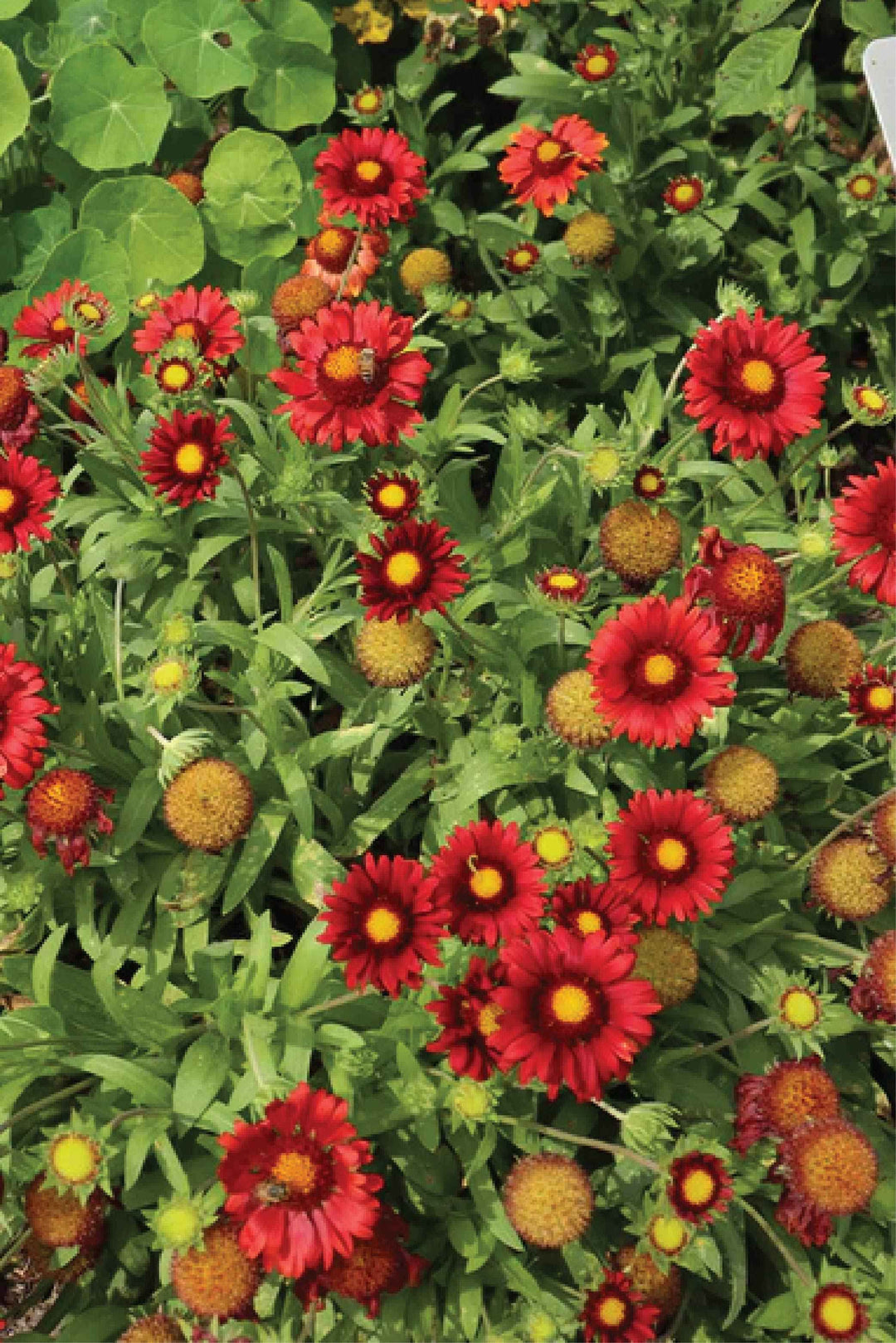 ARIZONA RED SHADES GAILLARDIA FLOWER SEEDLING <br>شتلات زهور الغلارديا أريزونا رد شيدز