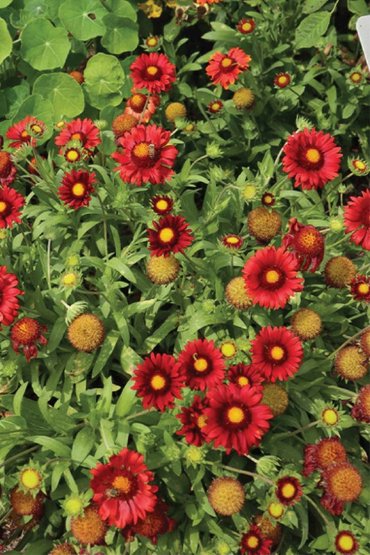 ARIZONA RED SHADES GAILLARDIA FLOWER SEEDLING <br>شتلات زهور الغلارديا أريزونا رد شيدز
