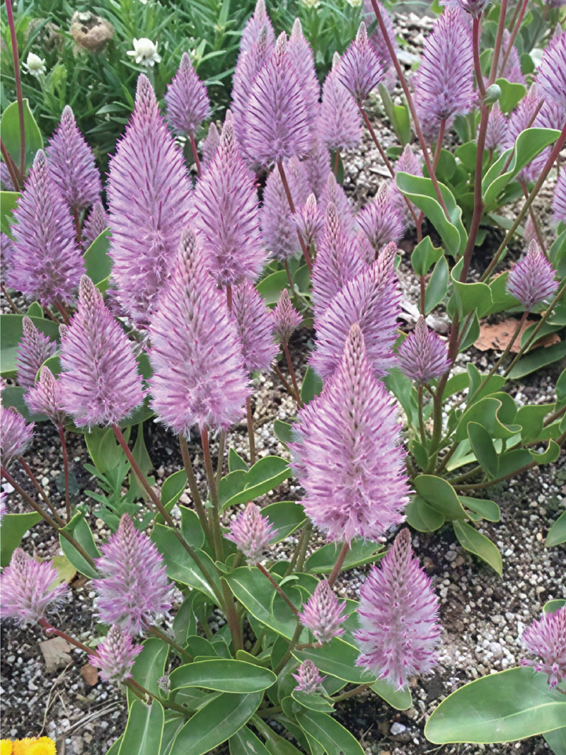 MATIDA FLOWER SEEDLING <br> شتلات زهور الماتيلدا