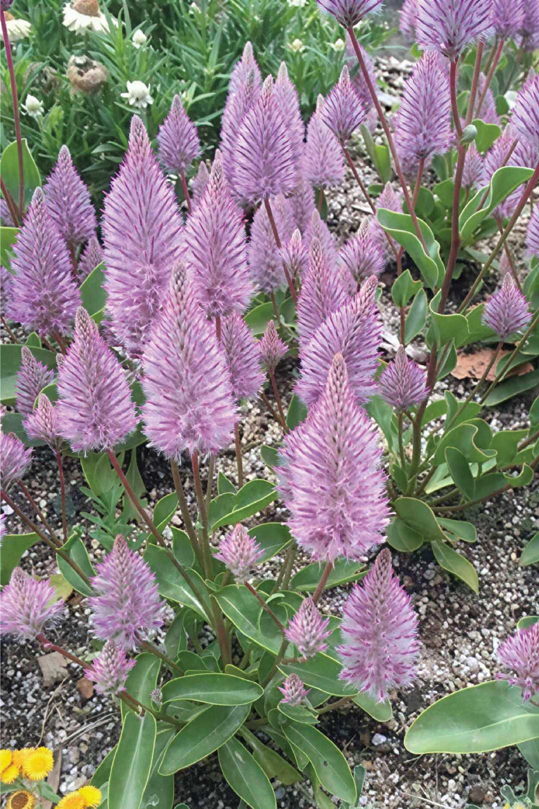 MATIDA FLOWER SEEDLING <br> شتلات زهور الماتيلدا