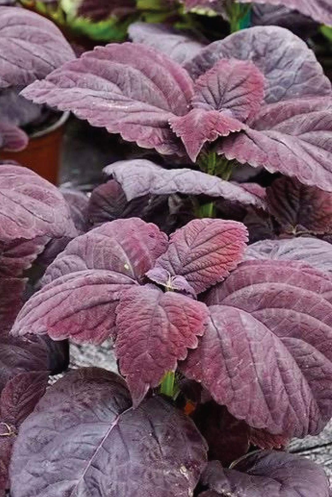 COLEUS FOLIA VELVET FLOWER SEEDLING    شتلات زهور الكوليوس فوليا الفيلفيت