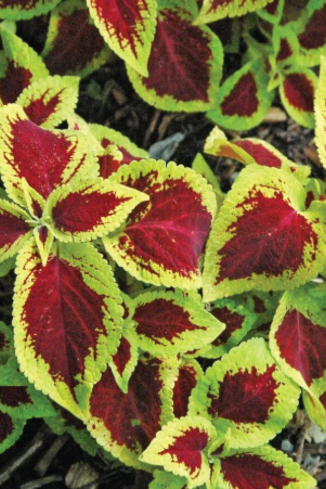 COLEUS WIZARD SCARLET FLOWER SEEDLING    شتلات زهور الكوليوس ويزارد القرمزية