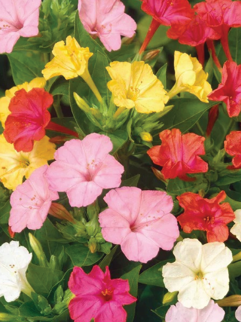 FOUR O CLOCK FLOWER SEEDLING <br>شتلات زهور فور اوكلوك