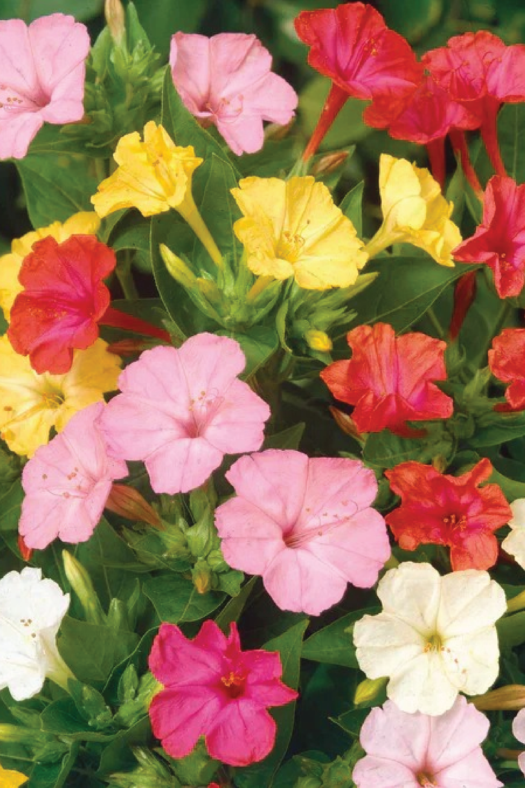 FOUR"O CLOCK FLOWER SEEDLING <br>شتلات زهور فور اوكلوك