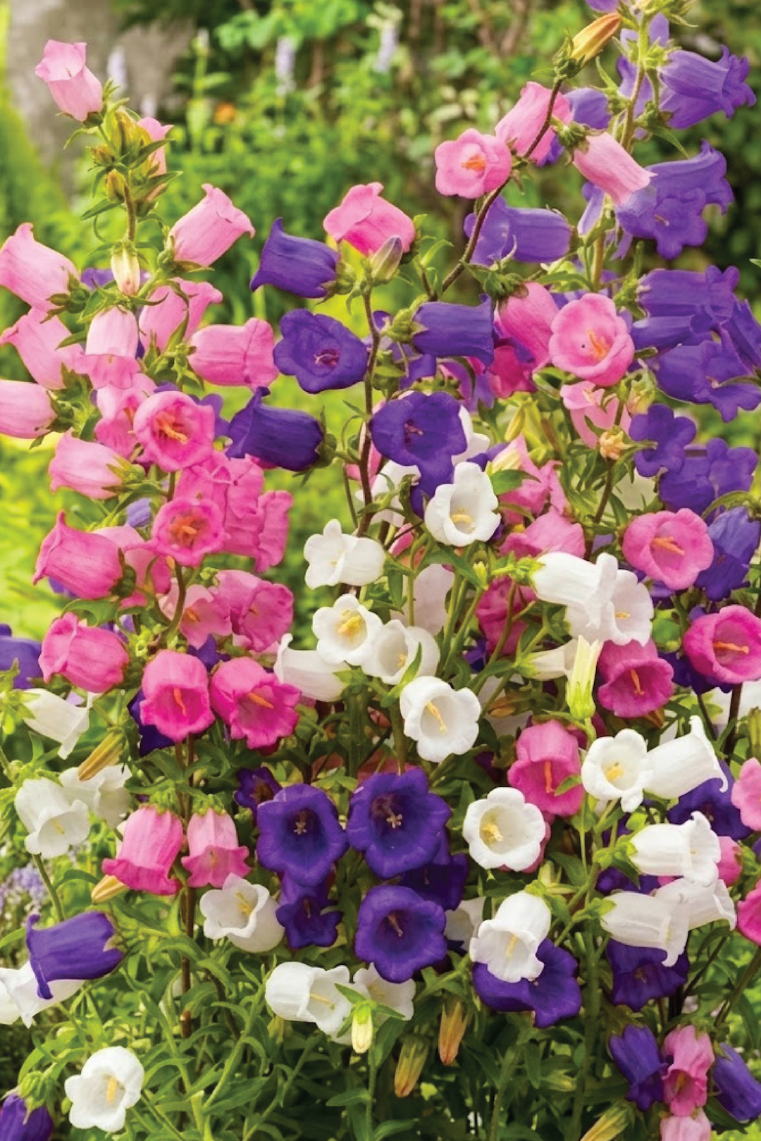 CENTERBURY BELLS MIXED COLORS FLOWER SEEDLING