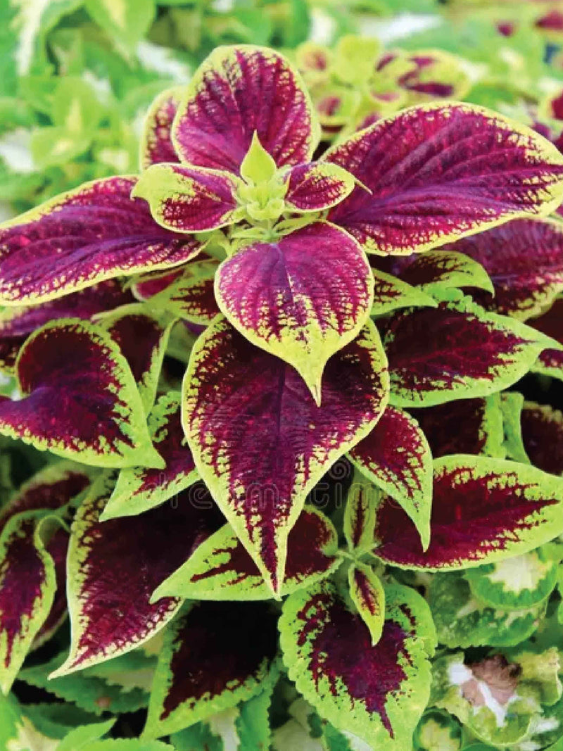 COLEUS FLOWER SEEDLING شتلات زهور السجاد