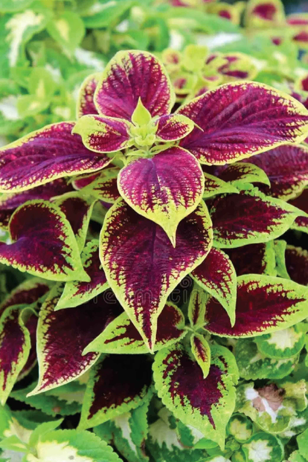 COLEUS FLOWER SEEDLING شتلات زهور السجاد