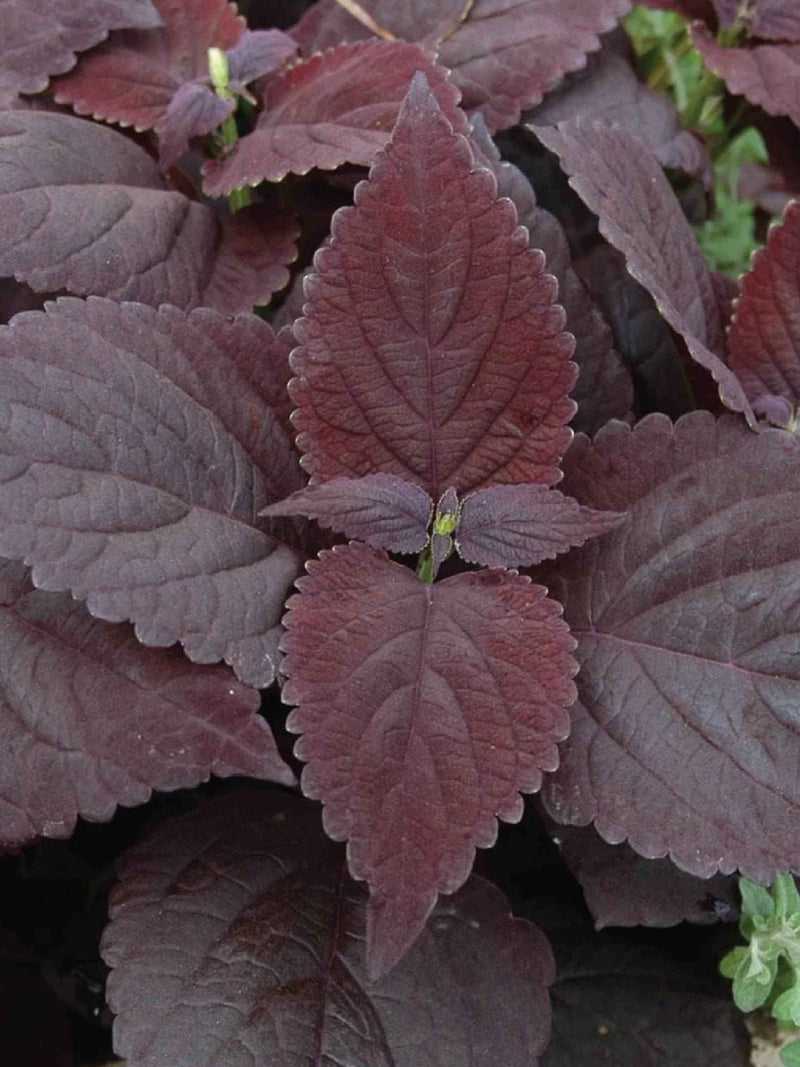 COLEUS FOLIA VELVET FLOWER SEEDLING <br> شتلات زهور كوليوس فوليا فلفت