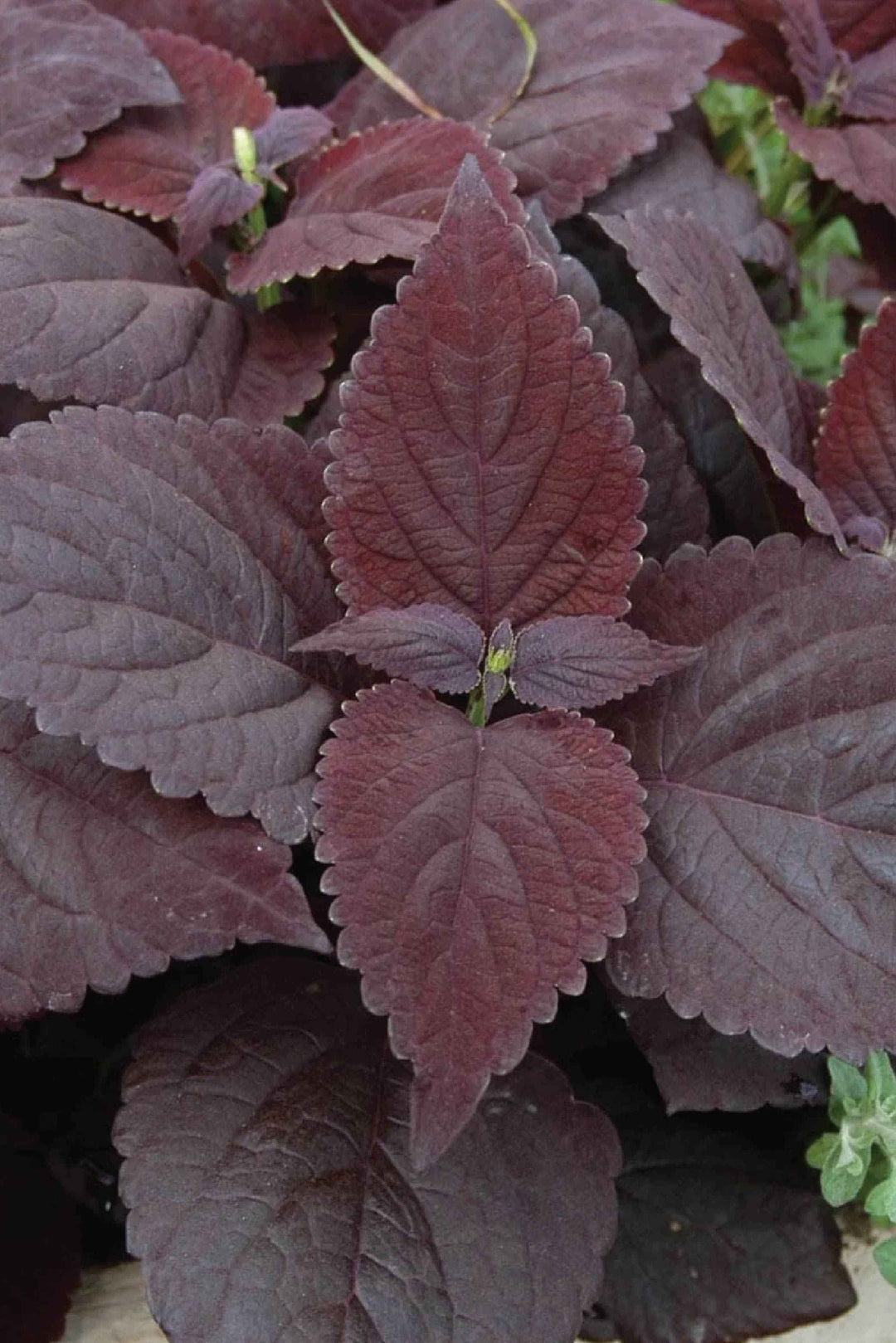 COLEUS FOLIA VELVET FLOWER SEEDLING <br> شتلات زهور كوليوس فوليا فلفت