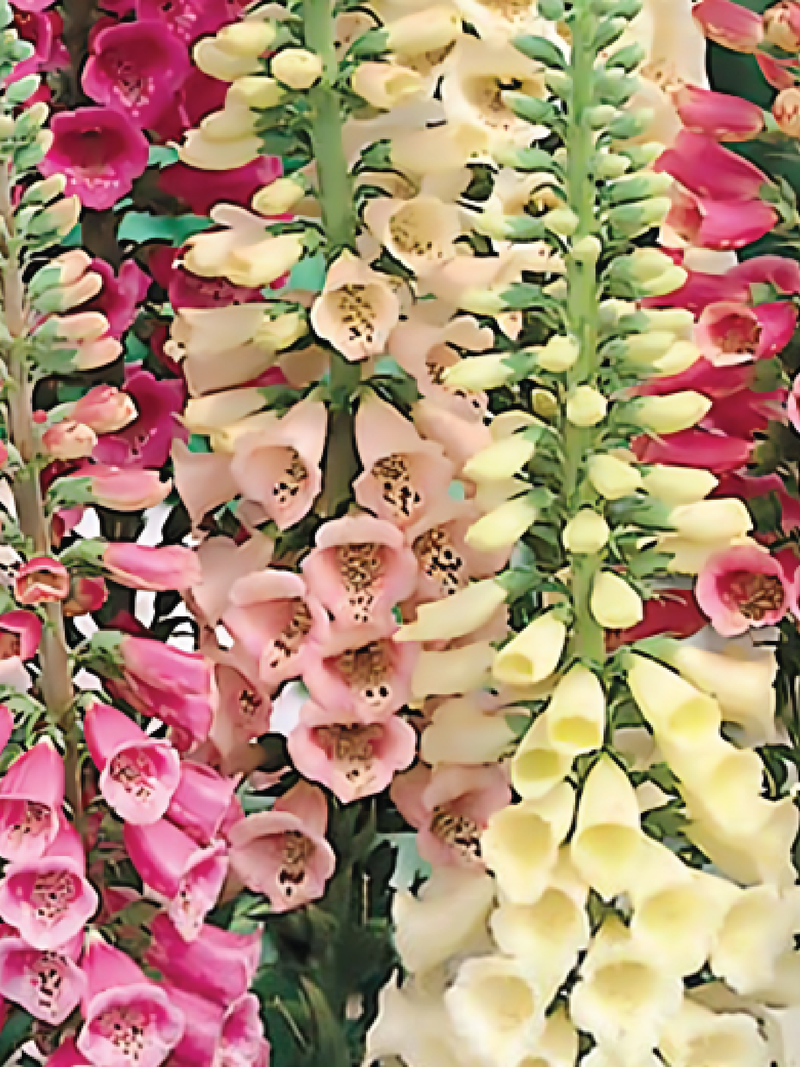 FOXGLOVE FOXY MIX SEEDS <br> بذور زهور قفاز الثعلب فوكسي مكس