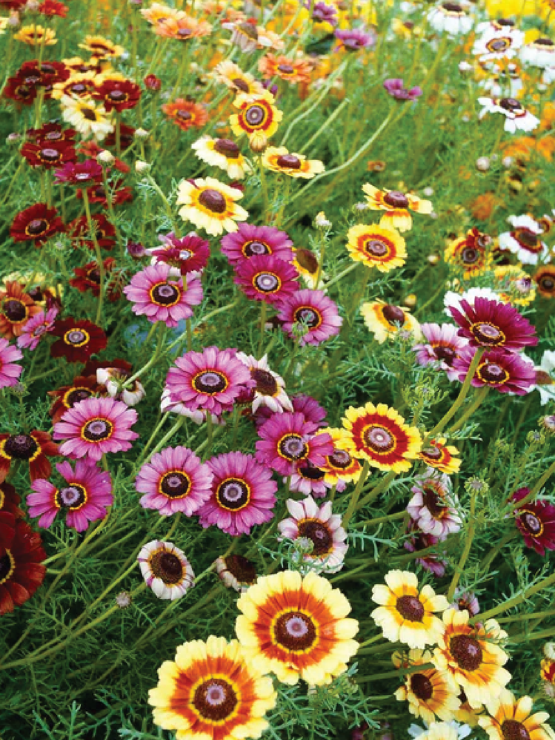 AFRICAN DAISY MIX SEEDS <br> بذور الأقحوان الأفريقي المختلطة