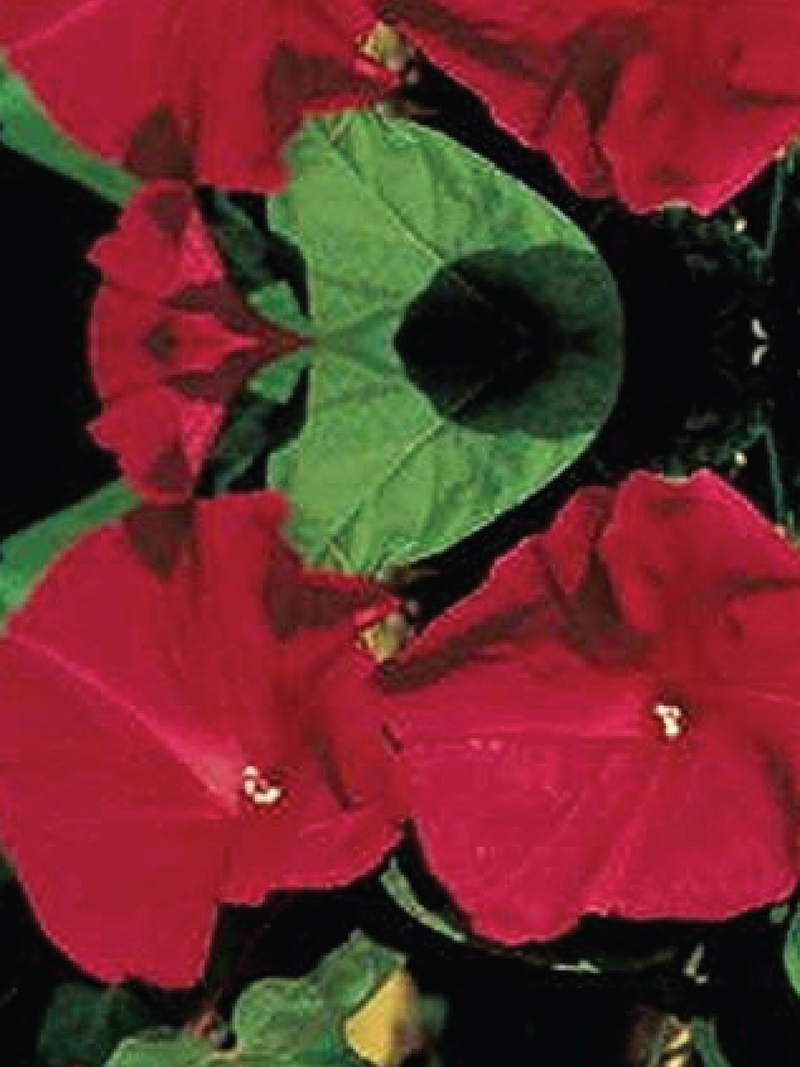 MORNING GLORY SEEDS <br> بذور زهور مجد الصباح