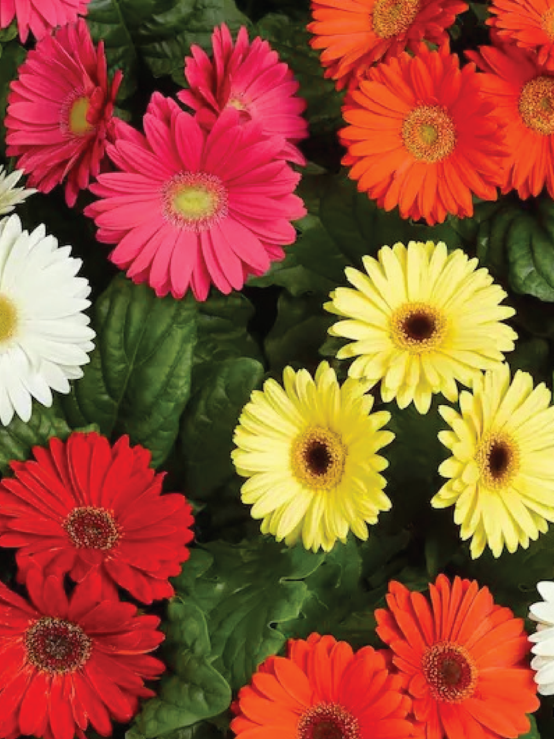 GERBERA MIX SEEDS <br> بذور زهور الجربيرا ميكس