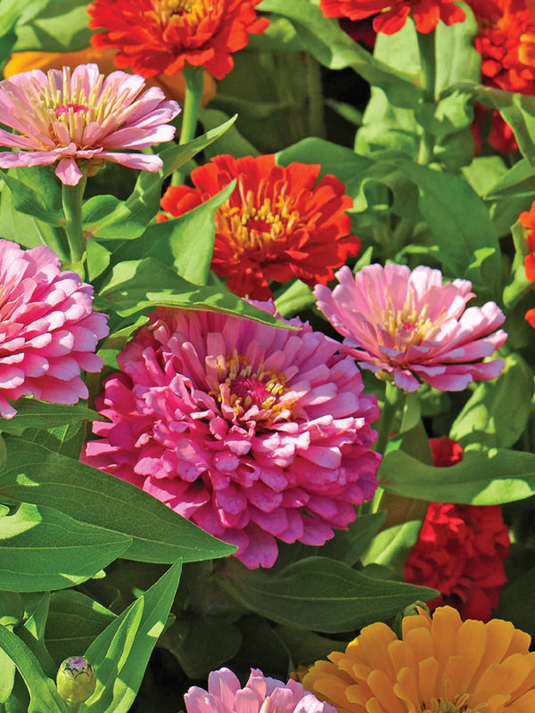 ZINNIA FLOWERS SEEDLING <br> شتلات زهور الزينيا المتنوعه