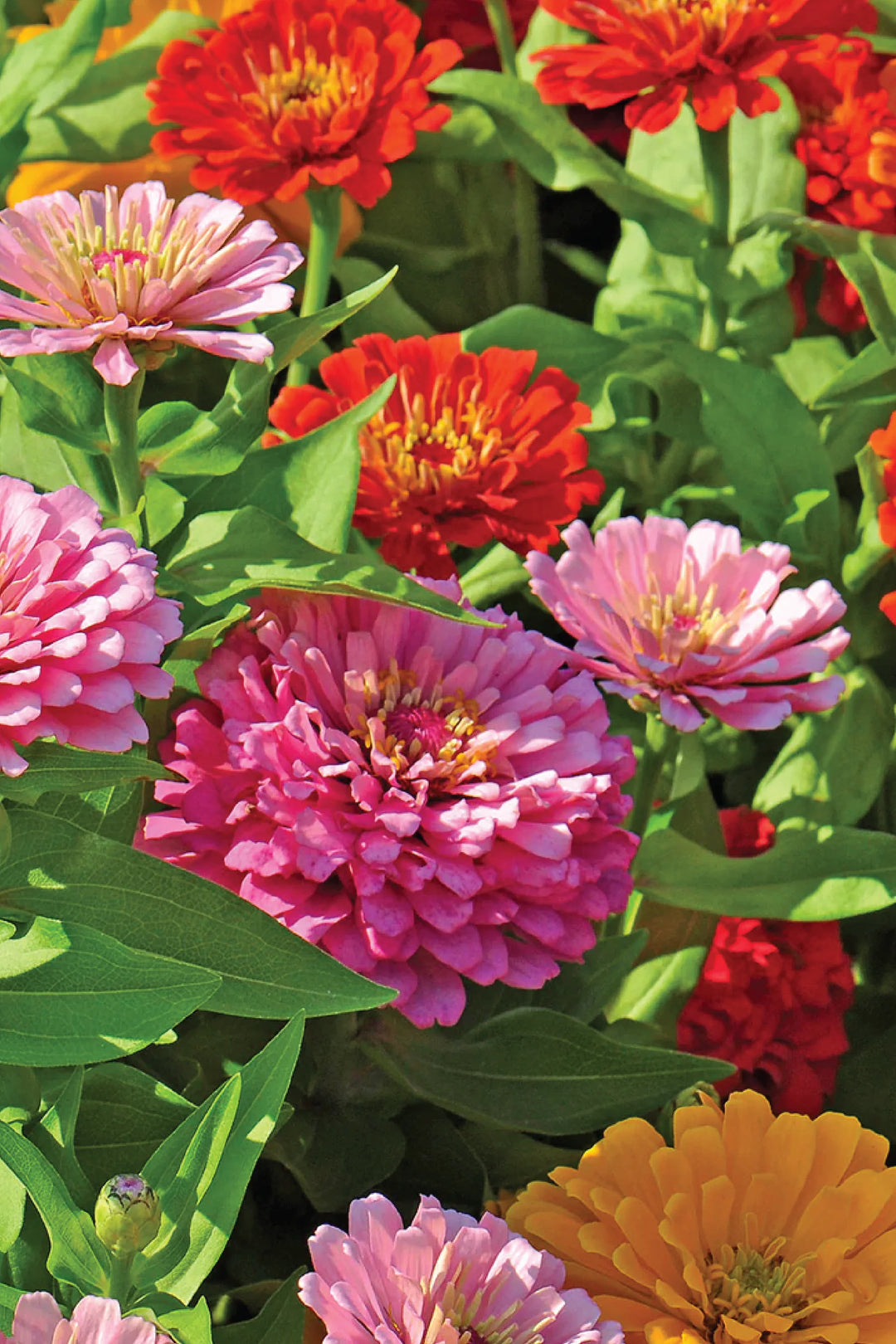 ZINNIA FLOWERS SEEDLING <br> شتلات زهور الزينيا المتنوعه