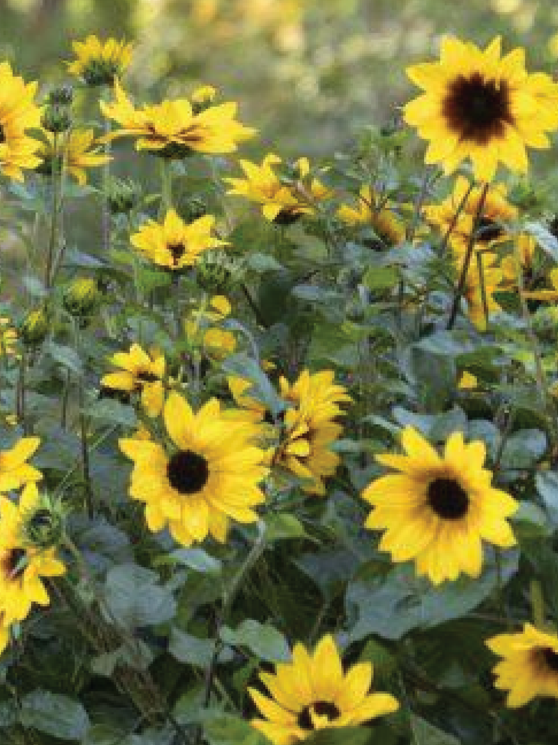 SUNFLOWER NEW CENTURY SEEDS <br> بذور دوار الشمس نيو سينشري