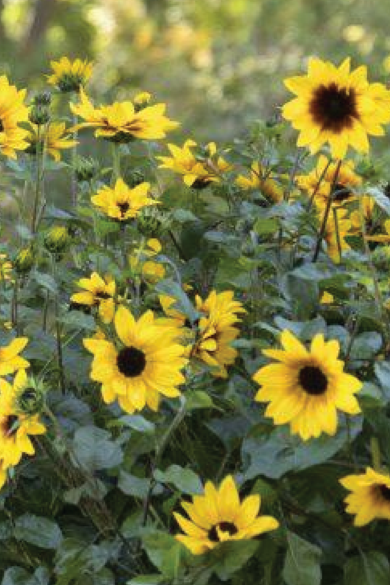 SUNFLOWER NEW CENTURY SEEDS <br> بذور دوار الشمس نيو سينشري
