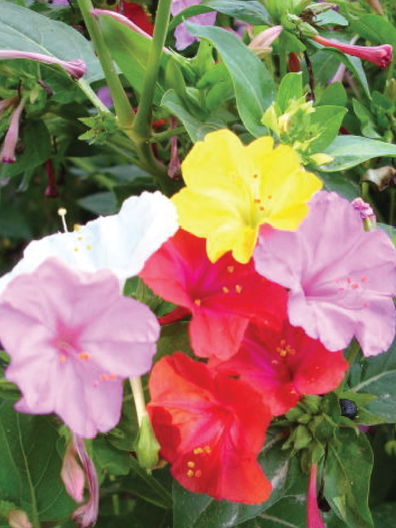 FOUR O'CLOCK FLOWER SEEDS <br> بذور زهور الساعة الرابعة