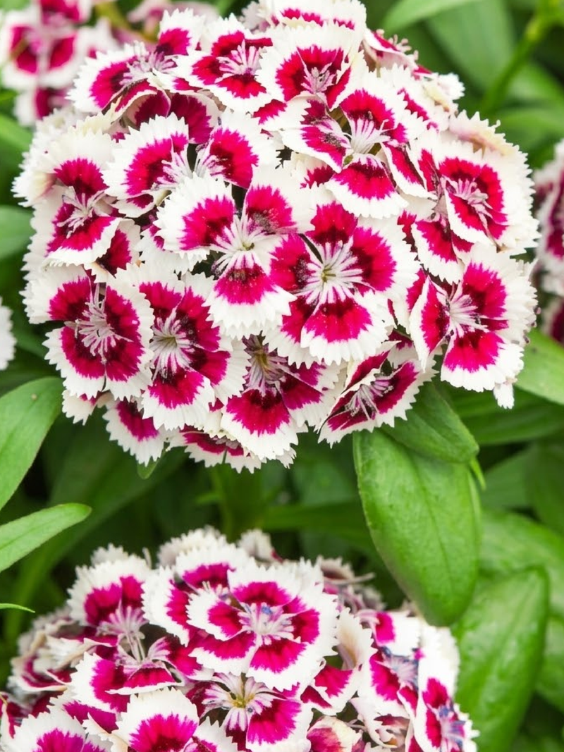 DIANTHUS BARBATUS SEEDS