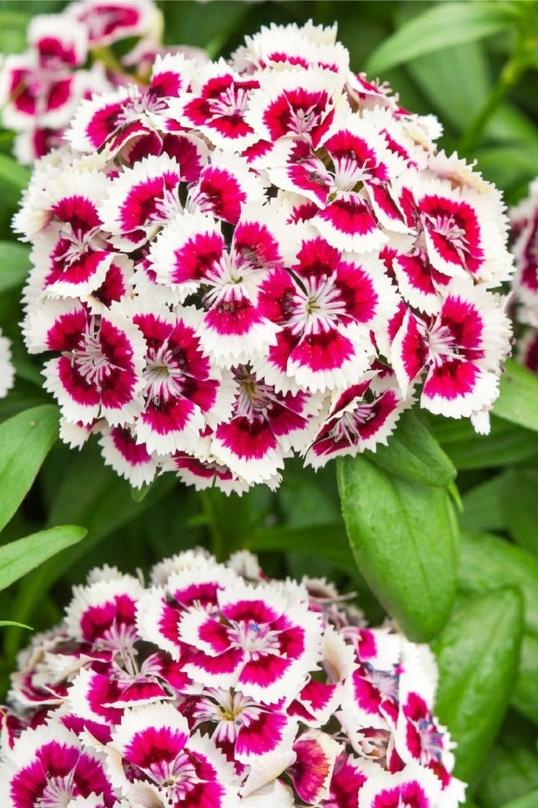 DIANTHUS BARBATUS SEEDS