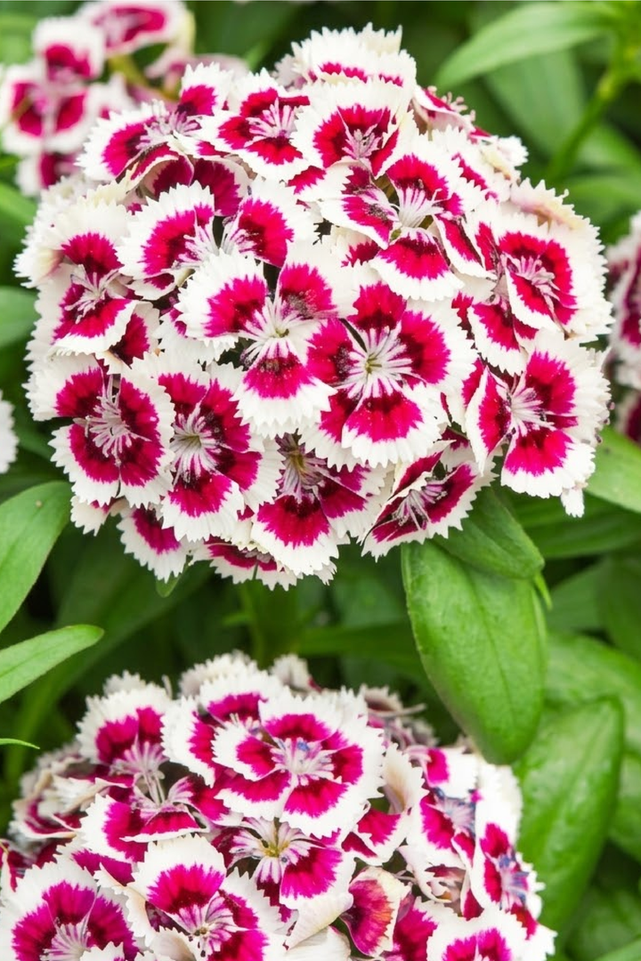 DIANTHUS BARBATUS SEEDS
