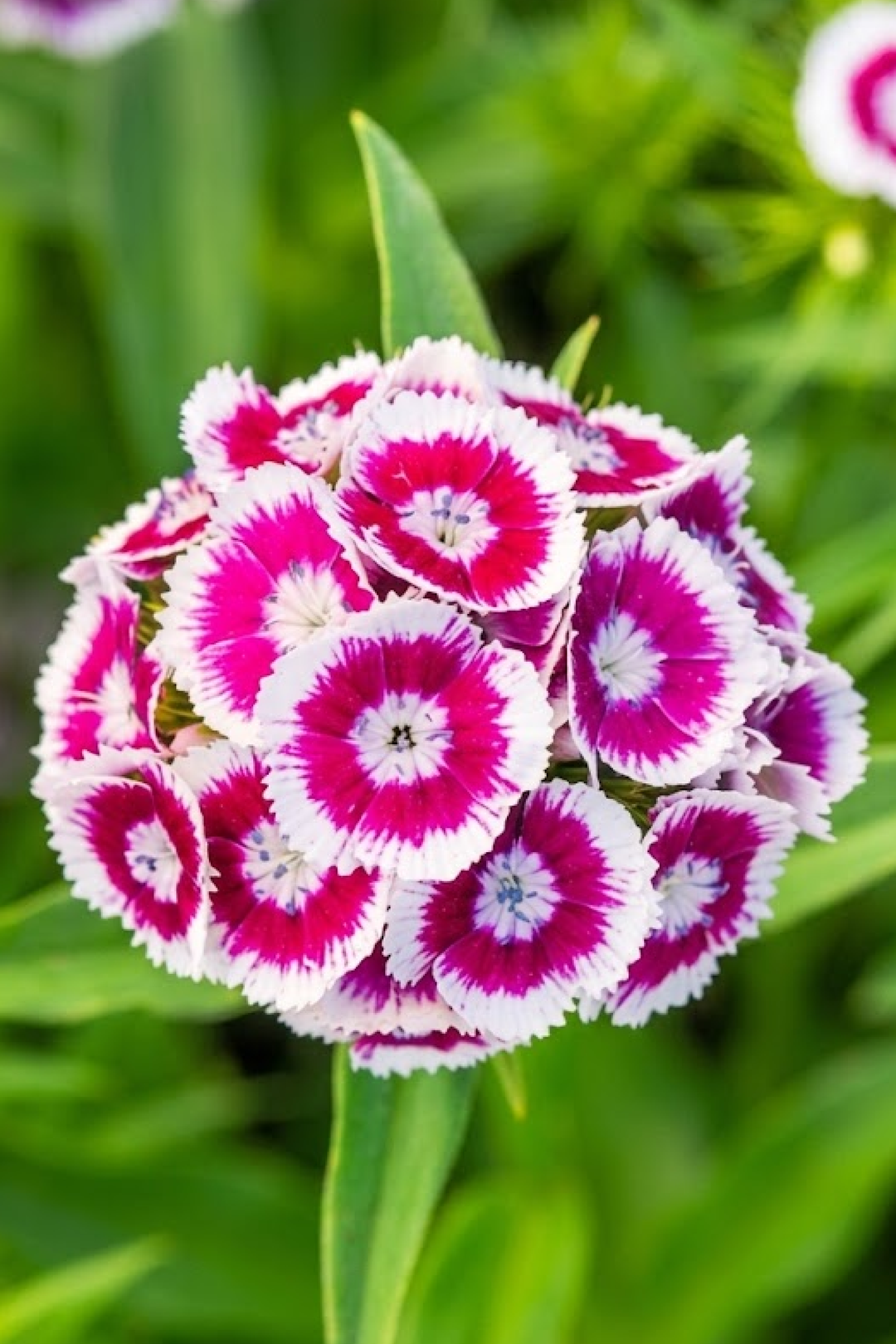 DIANTHUS BARBATUS SEEDS