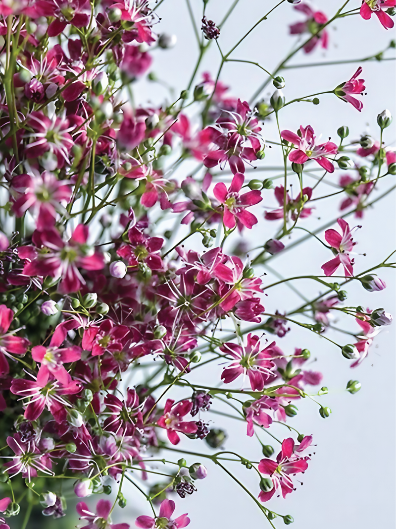 PERENNIAL DIANTHUS SEEDS <br> بذور زهور القرنفل المعمرة