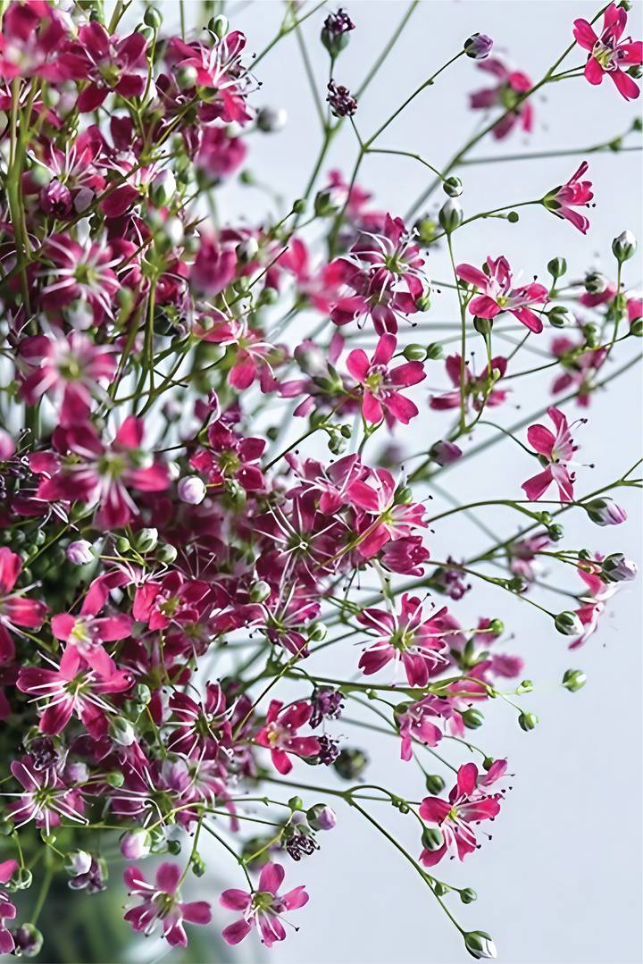 PERENNIAL DIANTHUS SEEDS <br> بذور زهور القرنفل المعمرة