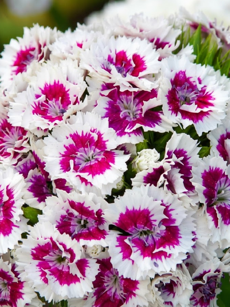 DIANTHUS BARBATUS SEEDS