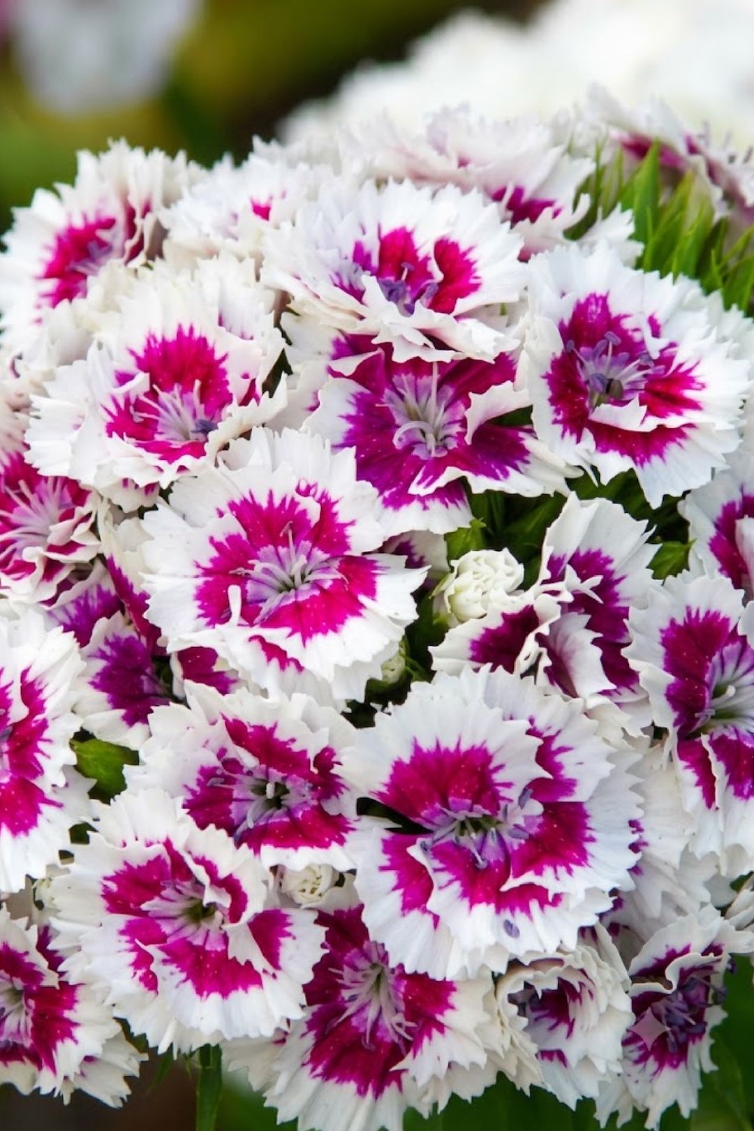 DIANTHUS BARBATUS SEEDS