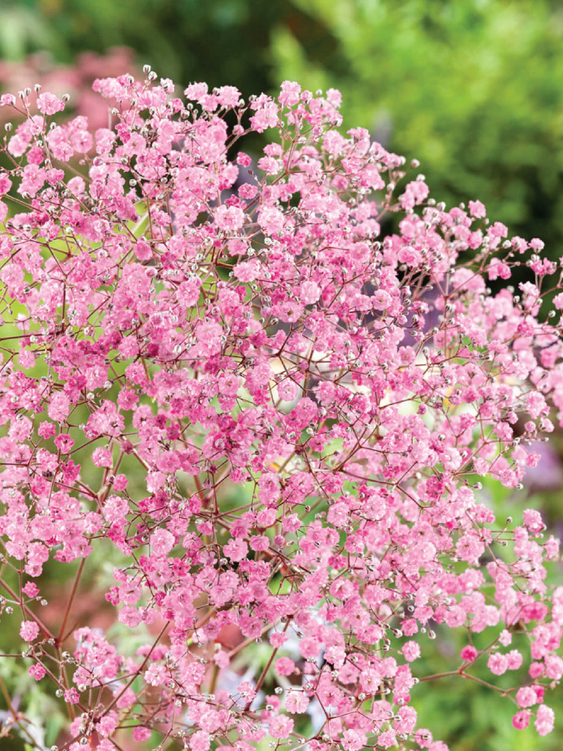 GYPSOPHILA FLOWER SEEDS <br> بذور زهور الجيبسوفيلا