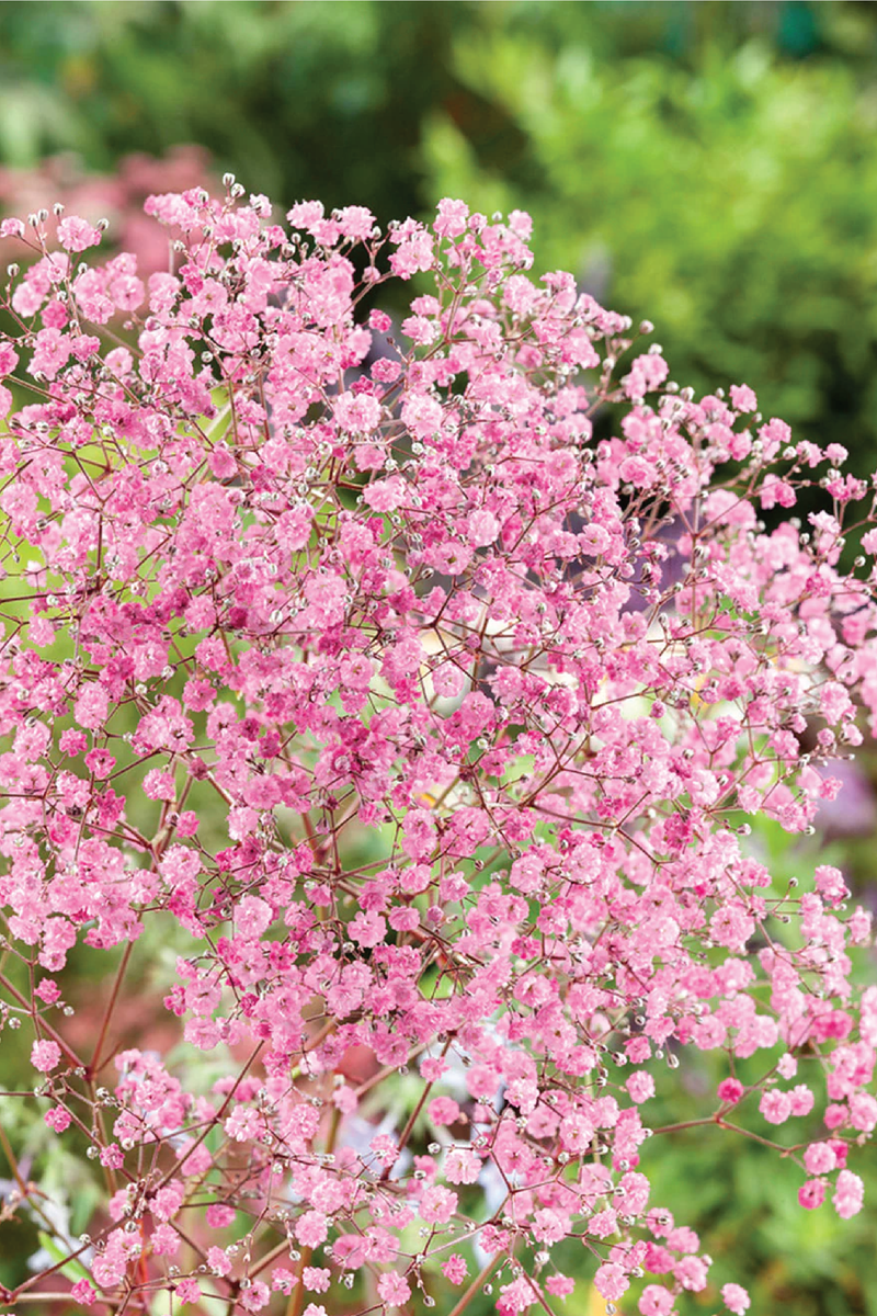 GYPSOPHILA FLOWER SEEDS <br> بذور زهور الجيبسوفيلا