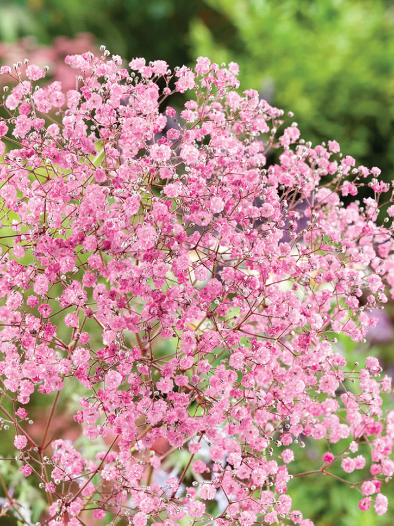 PINK GYPSOPHILA FLOWER SEEDLING <br> شتلات زهور الجيبسوفيلا بينك