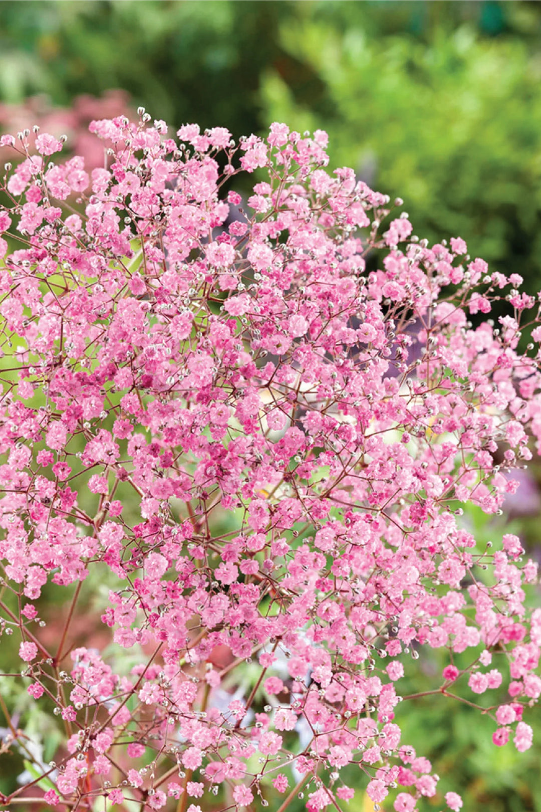 PINK GYPSOPHILA FLOWER SEEDLING <br> شتلات زهور الجيبسوفيلا بينك