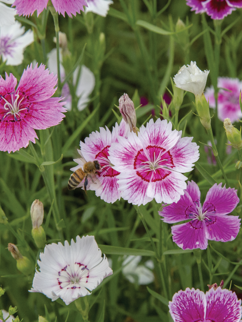 DIANTHUS RAINBOW SEEDS <br> بذور زهور القرنفل قوس قزح