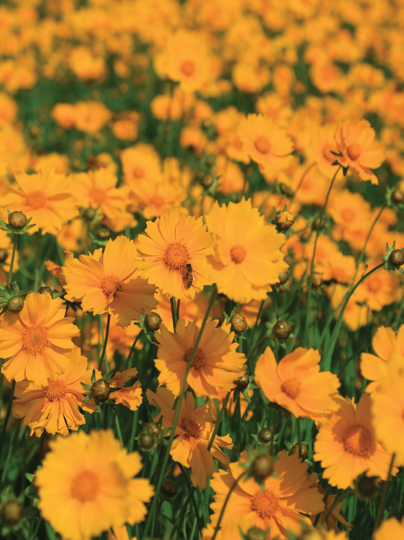LARGE COREOPSIS SEEDS <br> بذور زهور الكوريوبسيس الكبيرة