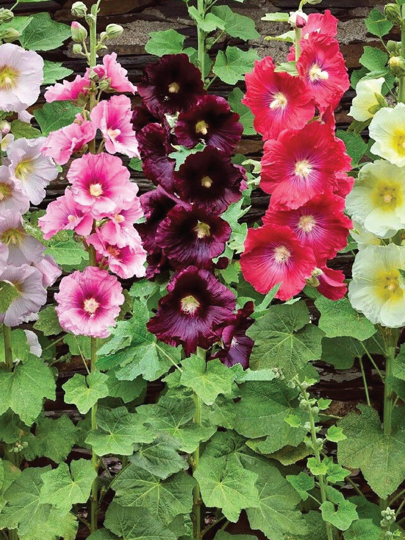 TALL HOLLYHOCK SEEDS <br> بذور زهور الخطميه الطويلة