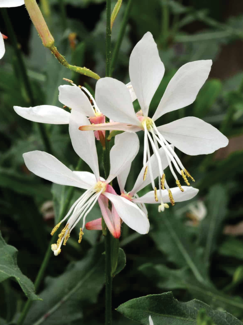 WHITE GAURA FLOWER SEEDLING<br>شتلات زهور قوارا البيضاء