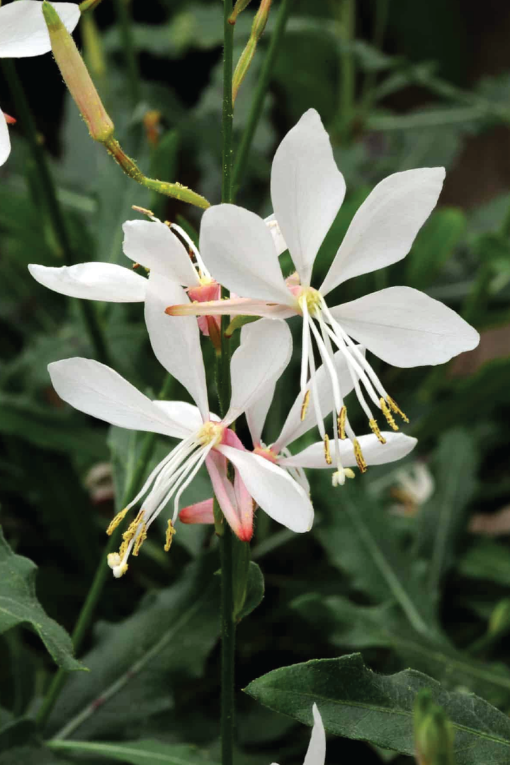 WHITE GAURA FLOWER SEEDLING<br>شتلات زهور قوارا البيضاء