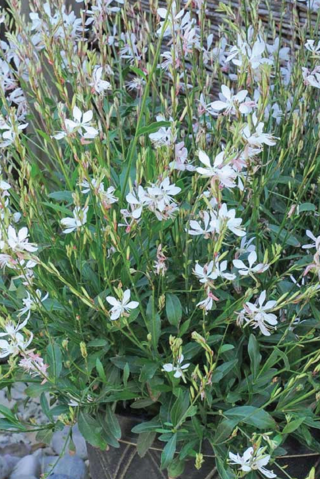 WHITE GAURA FLOWER SEEDLING<br>شتلات زهور قوارا البيضاء