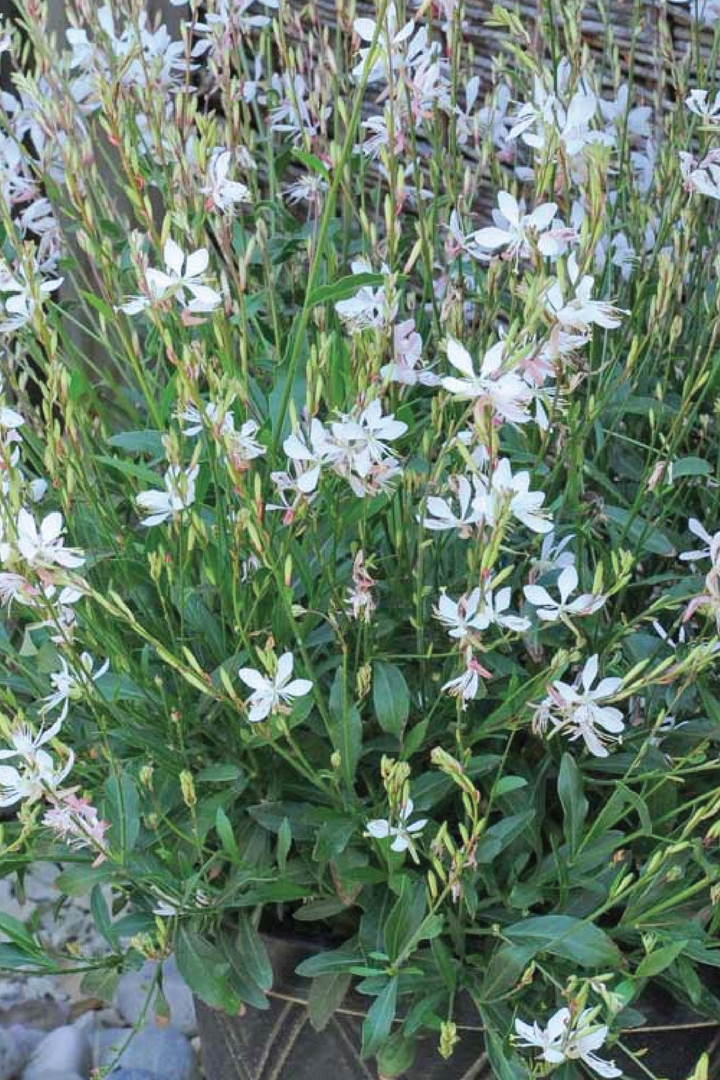 WHITE GAURA FLOWER SEEDLING<br>شتلات زهور قوارا البيضاء