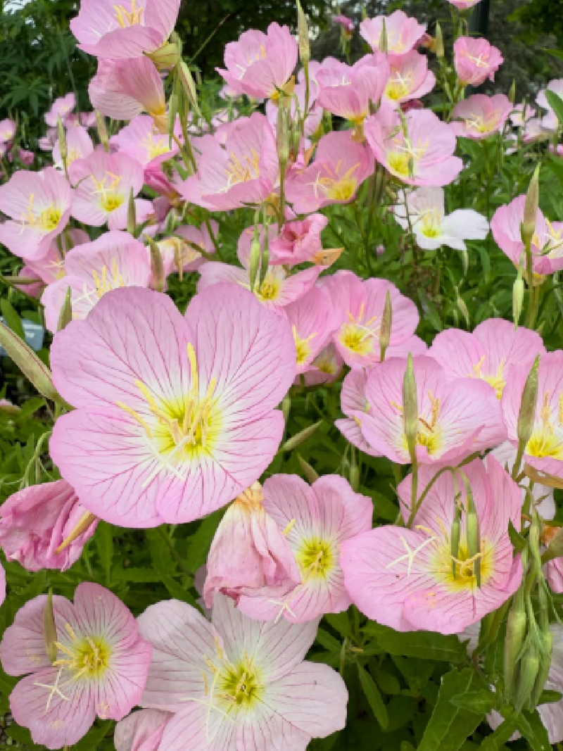 PINK EVENING PRIME ROSE SEEDLING <br> شتلات زهرة المساء الوردية